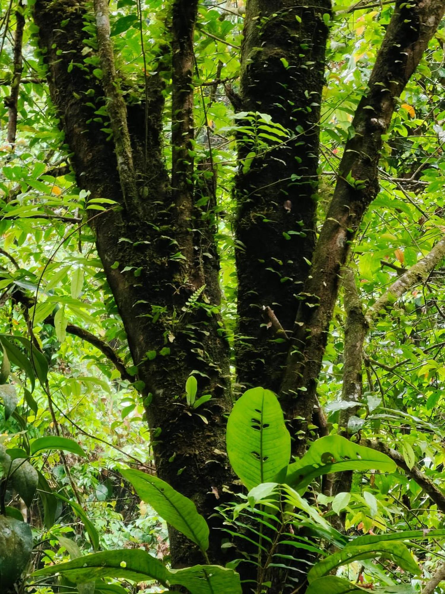 Asim Paris Guesthouse & Jungle Trekking 부킷 라왕 외부 사진