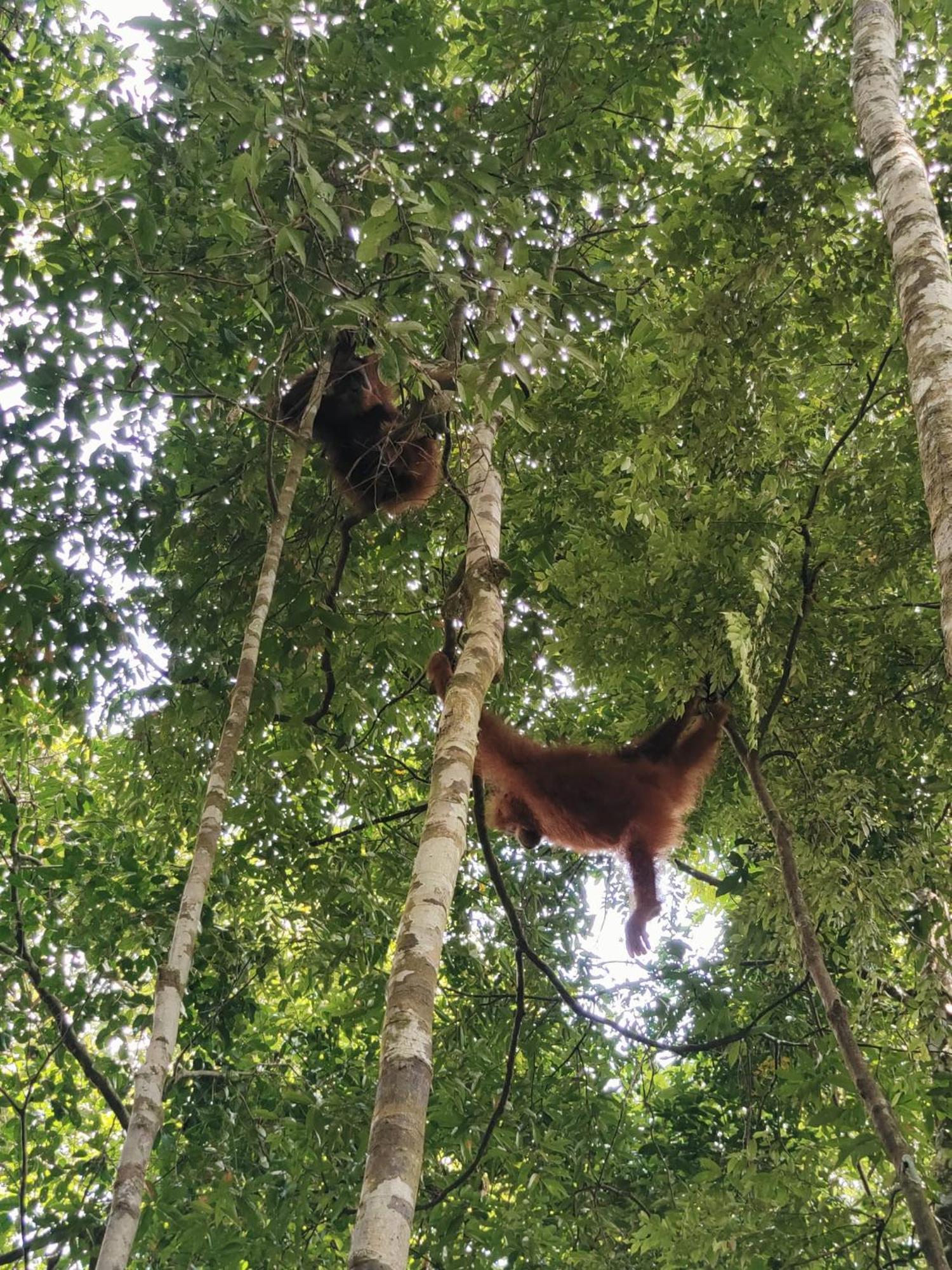 Asim Paris Guesthouse & Jungle Trekking 부킷 라왕 외부 사진