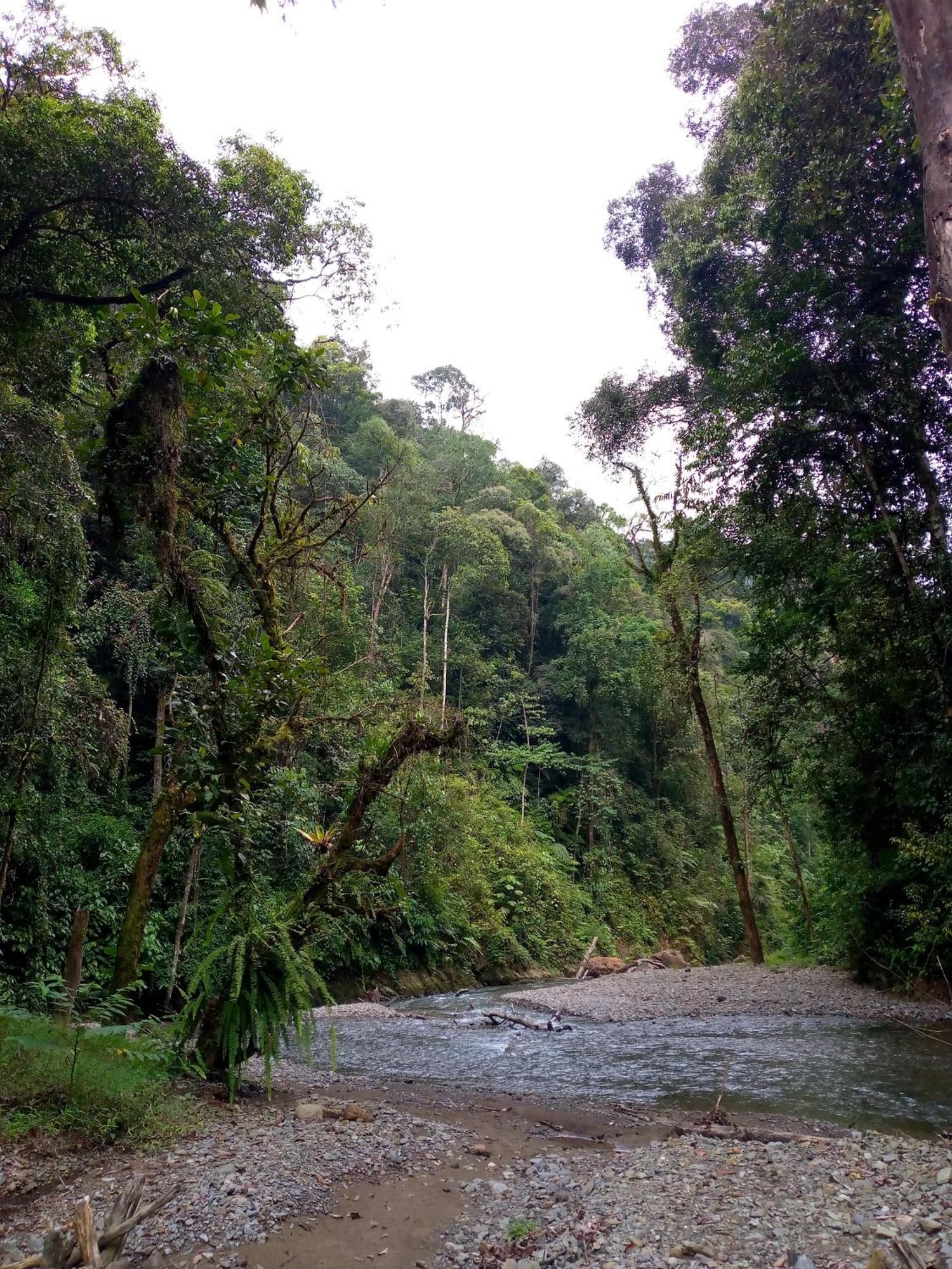 Asim Paris Guesthouse & Jungle Trekking 부킷 라왕 외부 사진